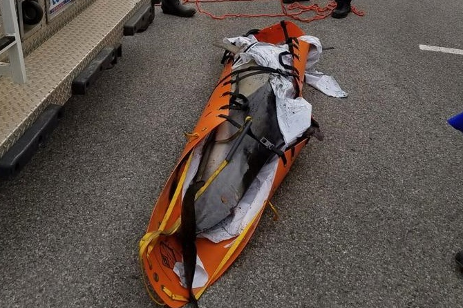 Article 114781 Thumbnail