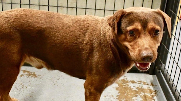 Paws Pals Dogs Up For Adoption At Ruff House Rescue On June 5