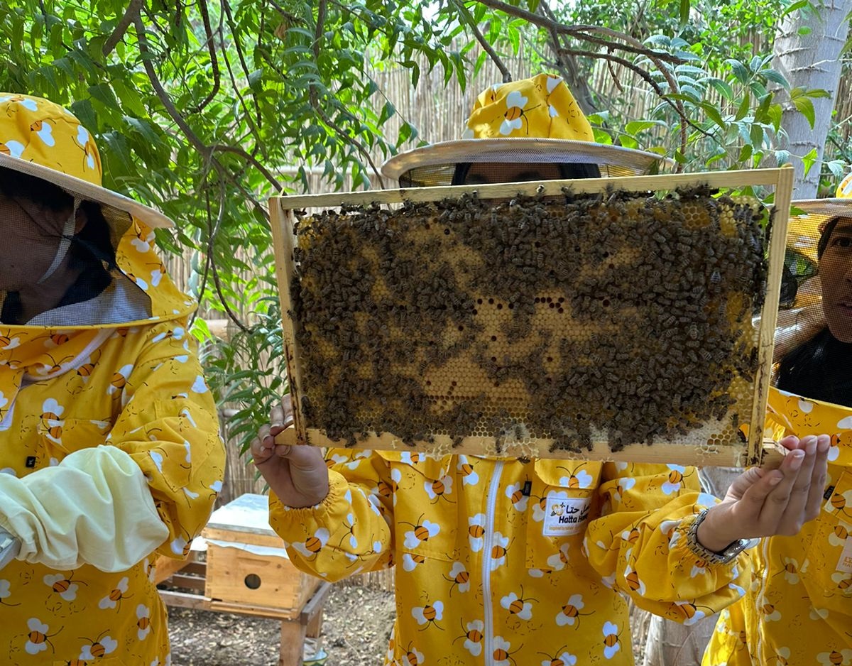 Terra’s Novice Beekeeping Course
