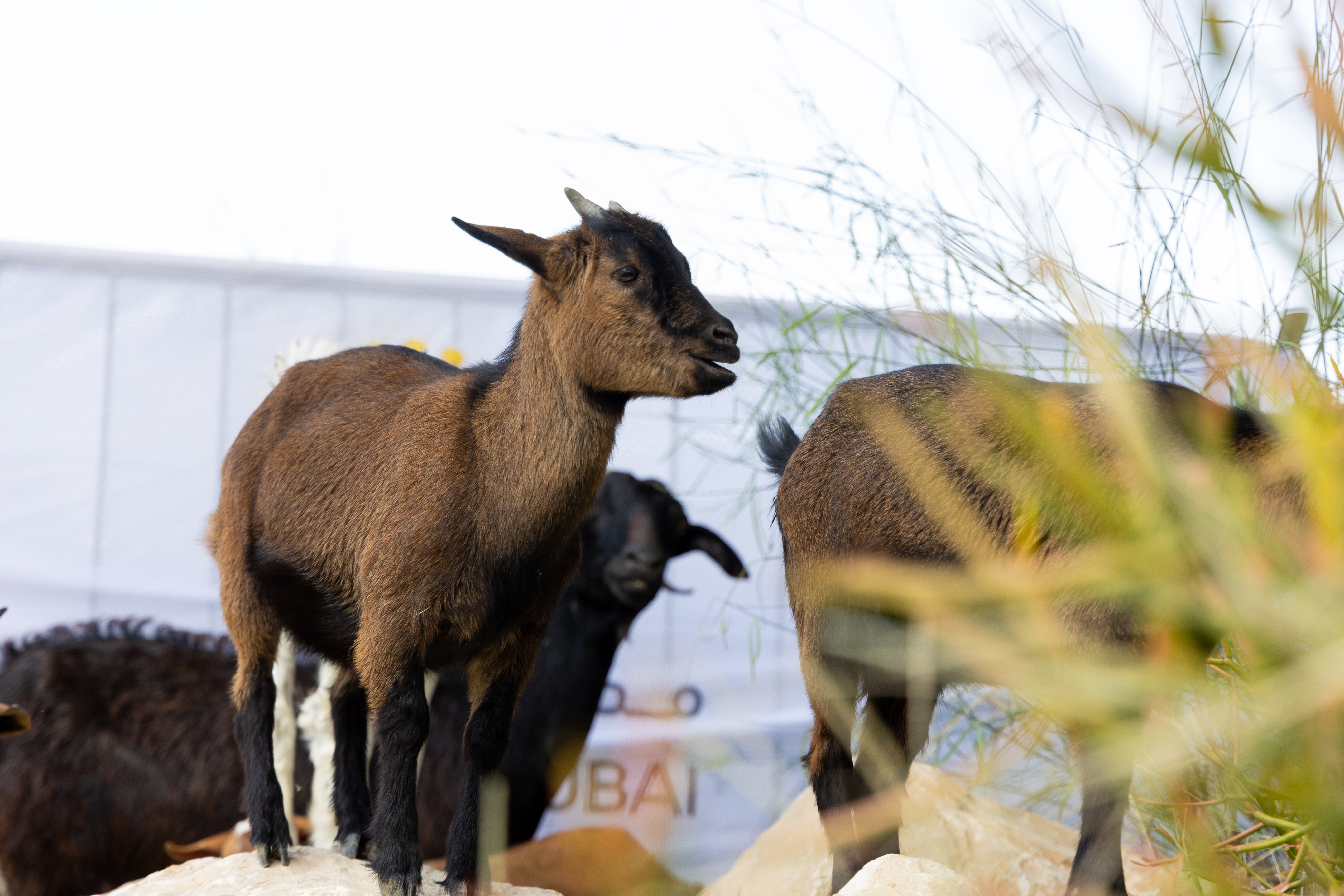 The Goat Festival at Terra