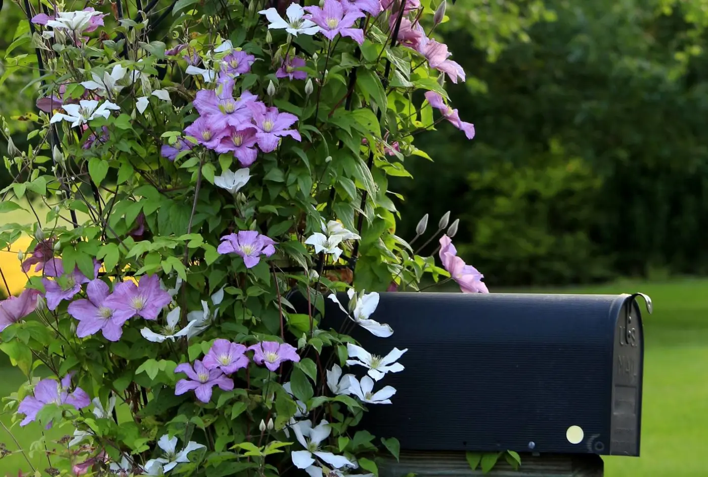 Enhancing the aesthetic appeal of your outdoor mailbox with climbing plants can transform a mundane feature into a striking garden focal point.