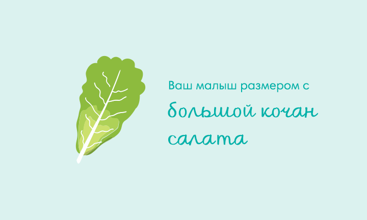 Your baby is the size of romaine lettuce Your baby is the size of romaine lettuce