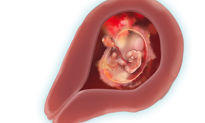 эмбрион на пятой неделе беременности