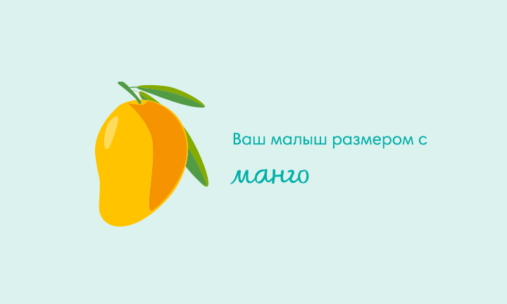 Your baby is the size of a mango Your baby is the size of a mango