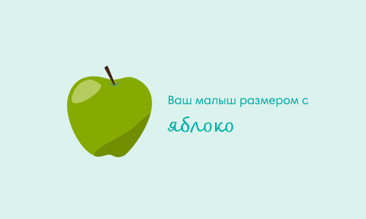 Your baby is the size of an apple Your baby is the size of an apple