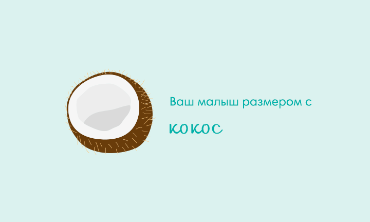 Your baby is the size of a coconut Your baby is the size of a coconut