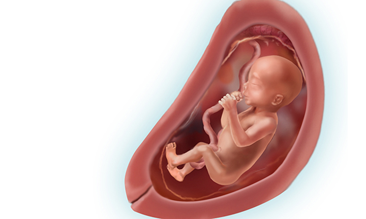 Как ребенок выглядит в 24 недели беременности фото плода