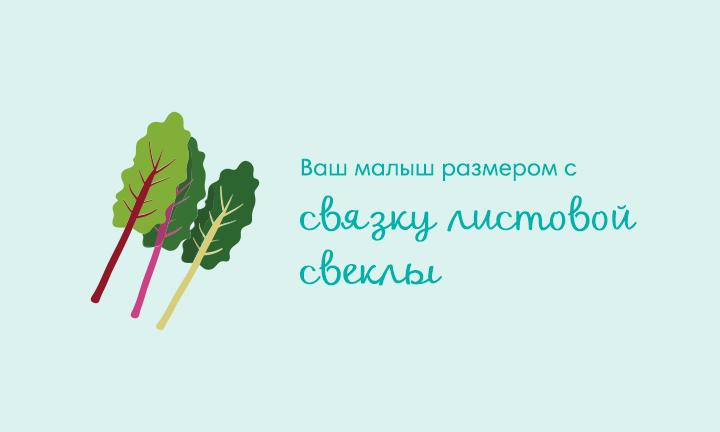Your baby is the size of Swiss chard Your baby is the size of Swiss chard