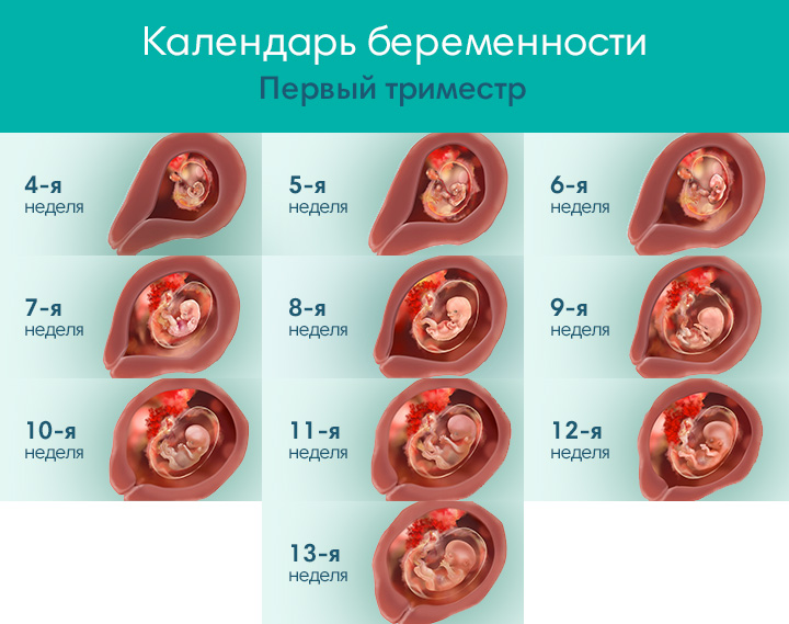 Pregnancy Calendar 720x569 Trimester1 RU