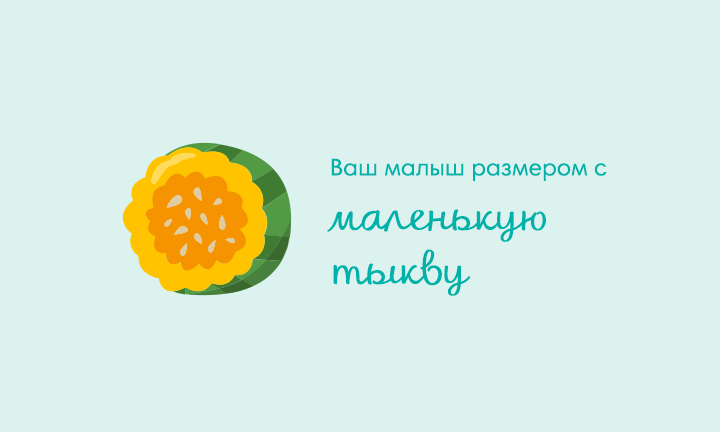 Your baby is the size of an acorn squash Your baby is the size of an acorn squash