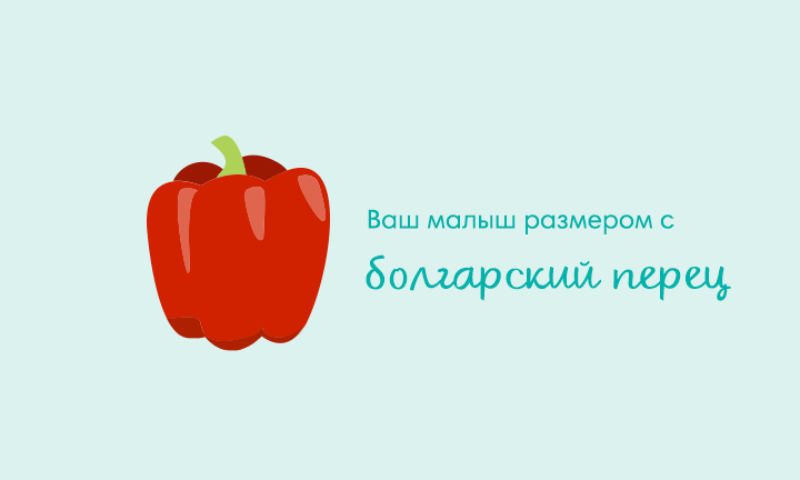 Your baby is the size of a bell pepper Your baby is the size of a bell pepper