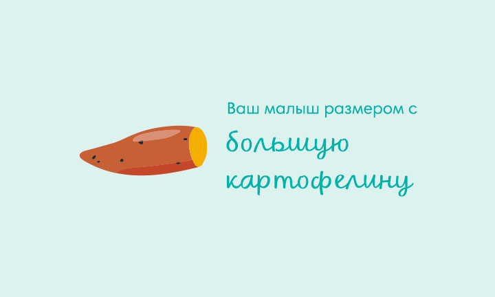 Your baby is the size of a sweet potato Your baby is the size of a sweet potato