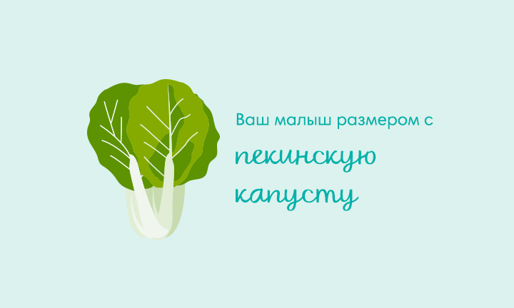 Your baby is the size of a Napa cabbage Your baby is the size of a Napa cabbage
