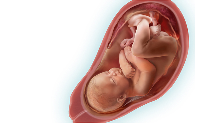 Ребенок в утробе матери фото 36 недель