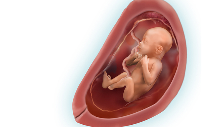 Как ребенок выглядит в 24 недели беременности фото плода