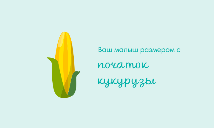 Your baby is the size of an ear of corn Your baby is the size of an ear of corn