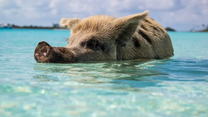 Bahamas Schwimmende Schweine
