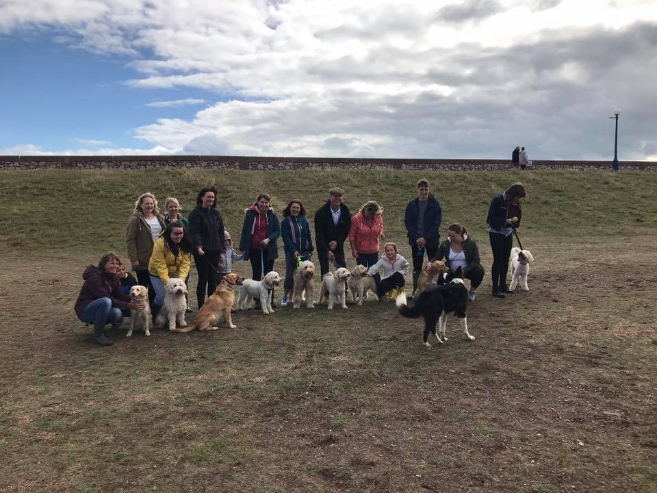 labradoodle meeting at dawlish warren