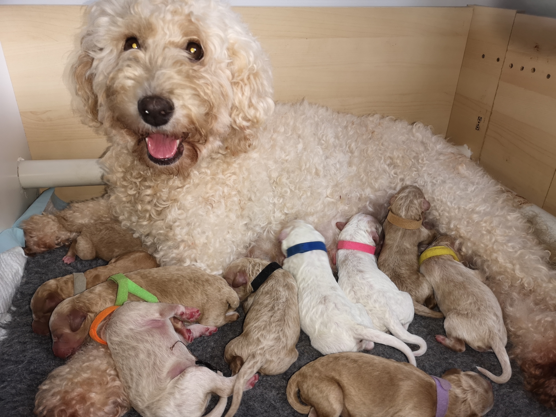 Puppies over Christmas