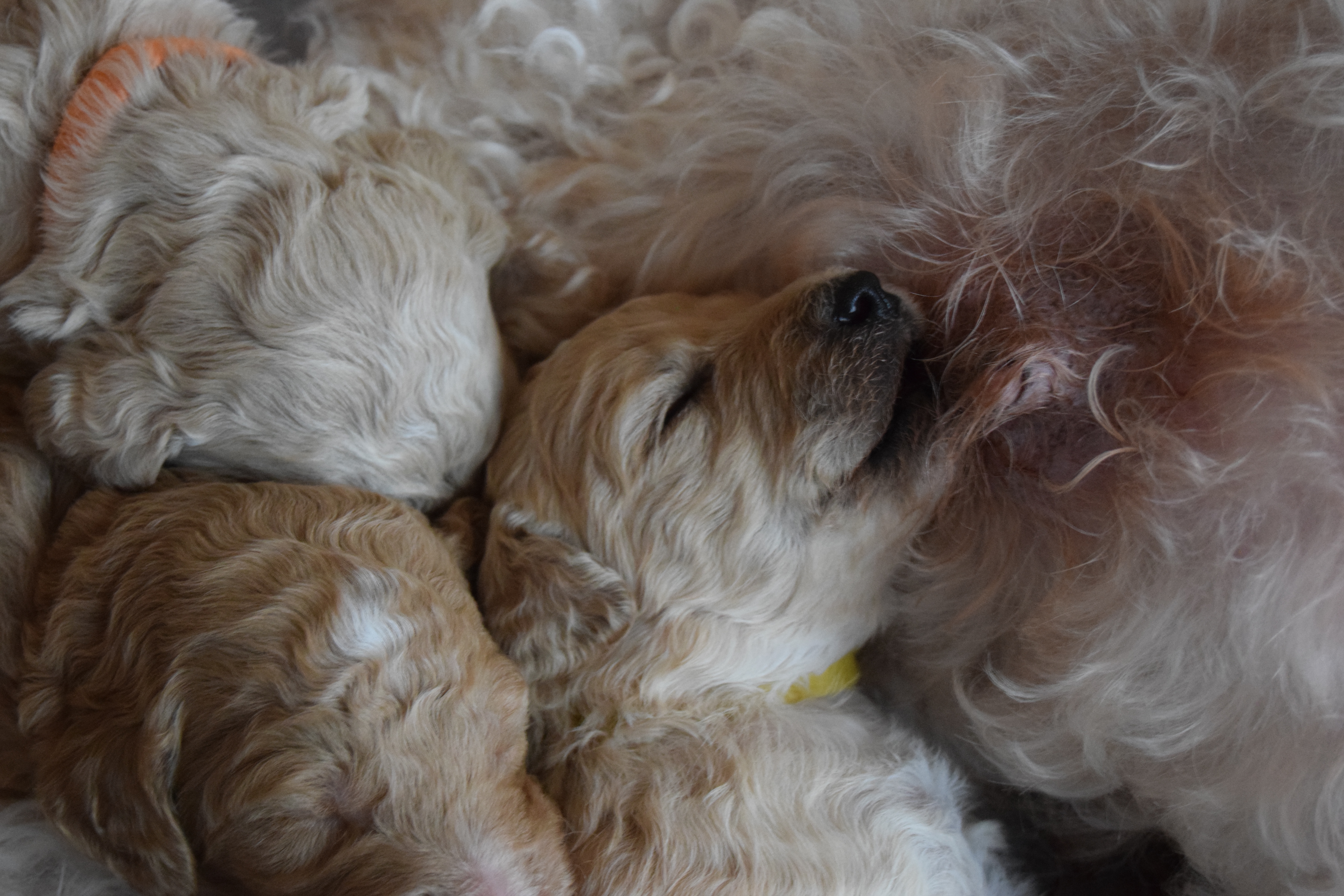 Molly Labradoodle puppies day 17