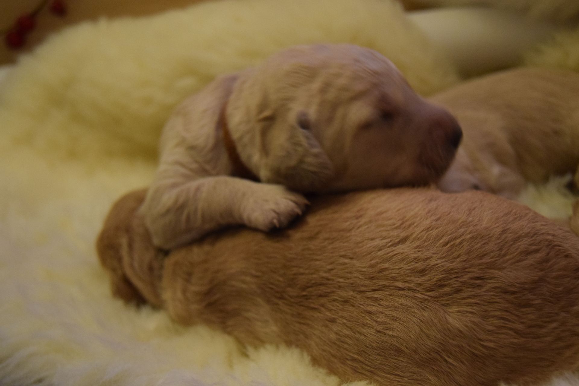 Bonnie Puppies At Day 7