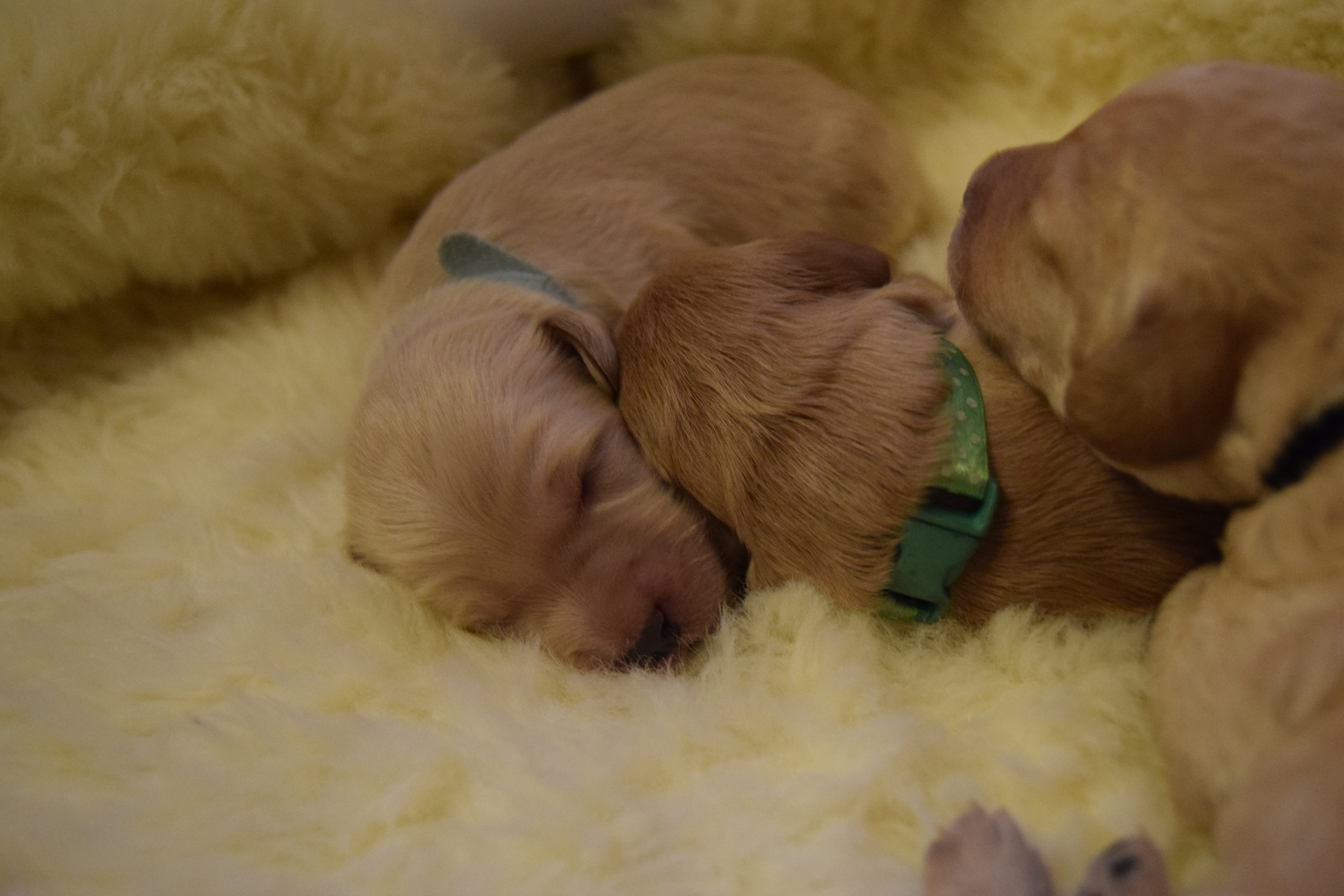 bonnies labradoodle puppies day 7