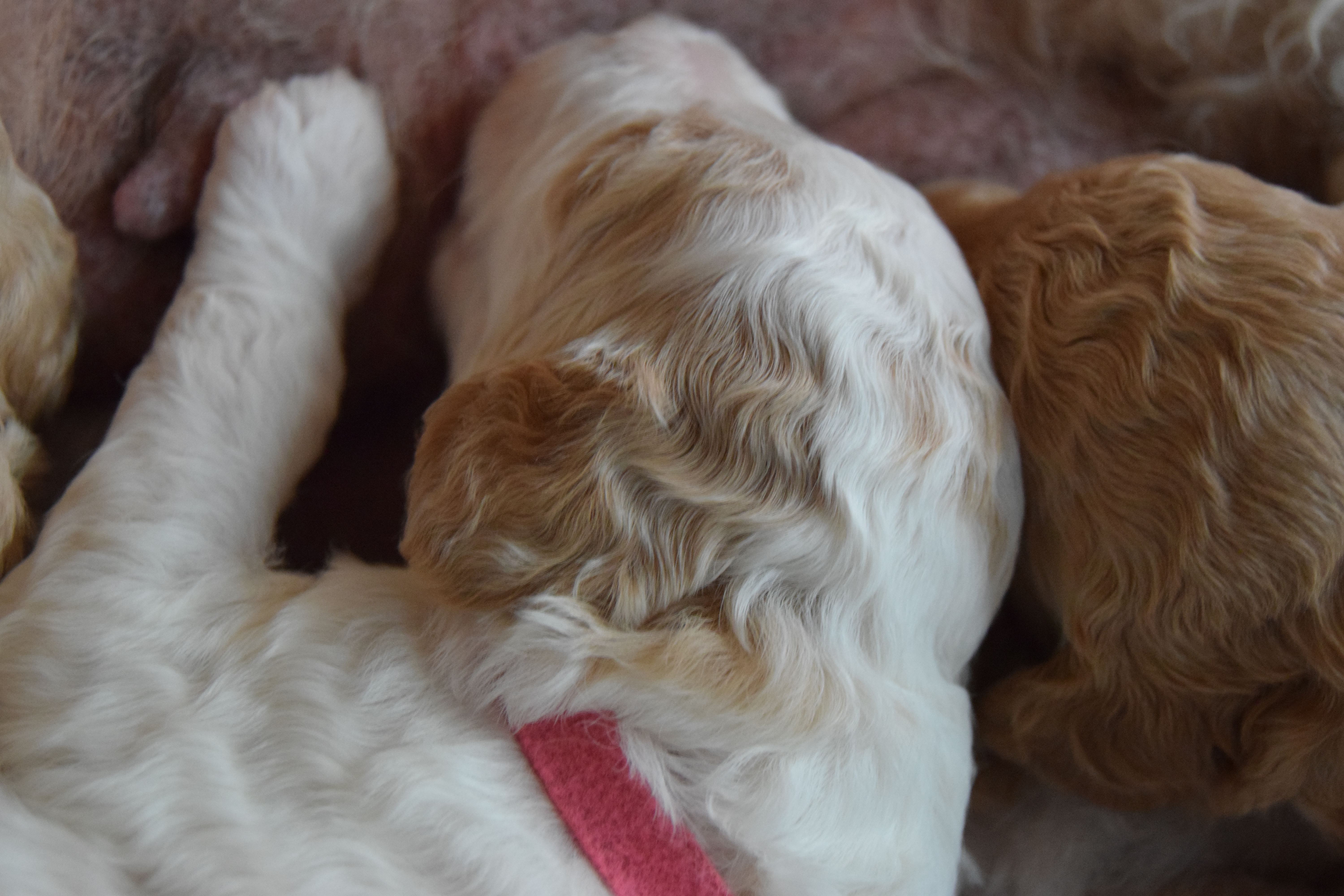 Molly Labradoodle puppies day 17