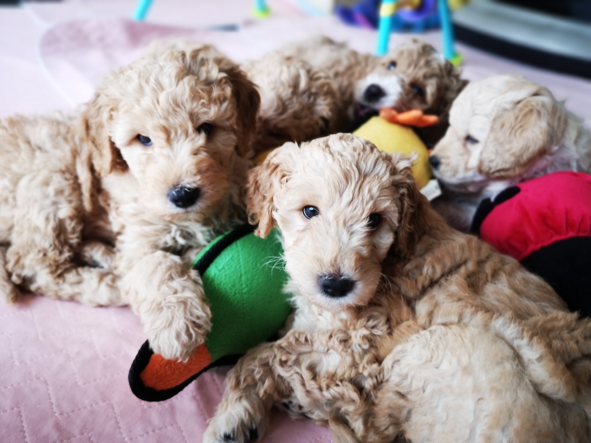 Molly's Bundles of Fluff!