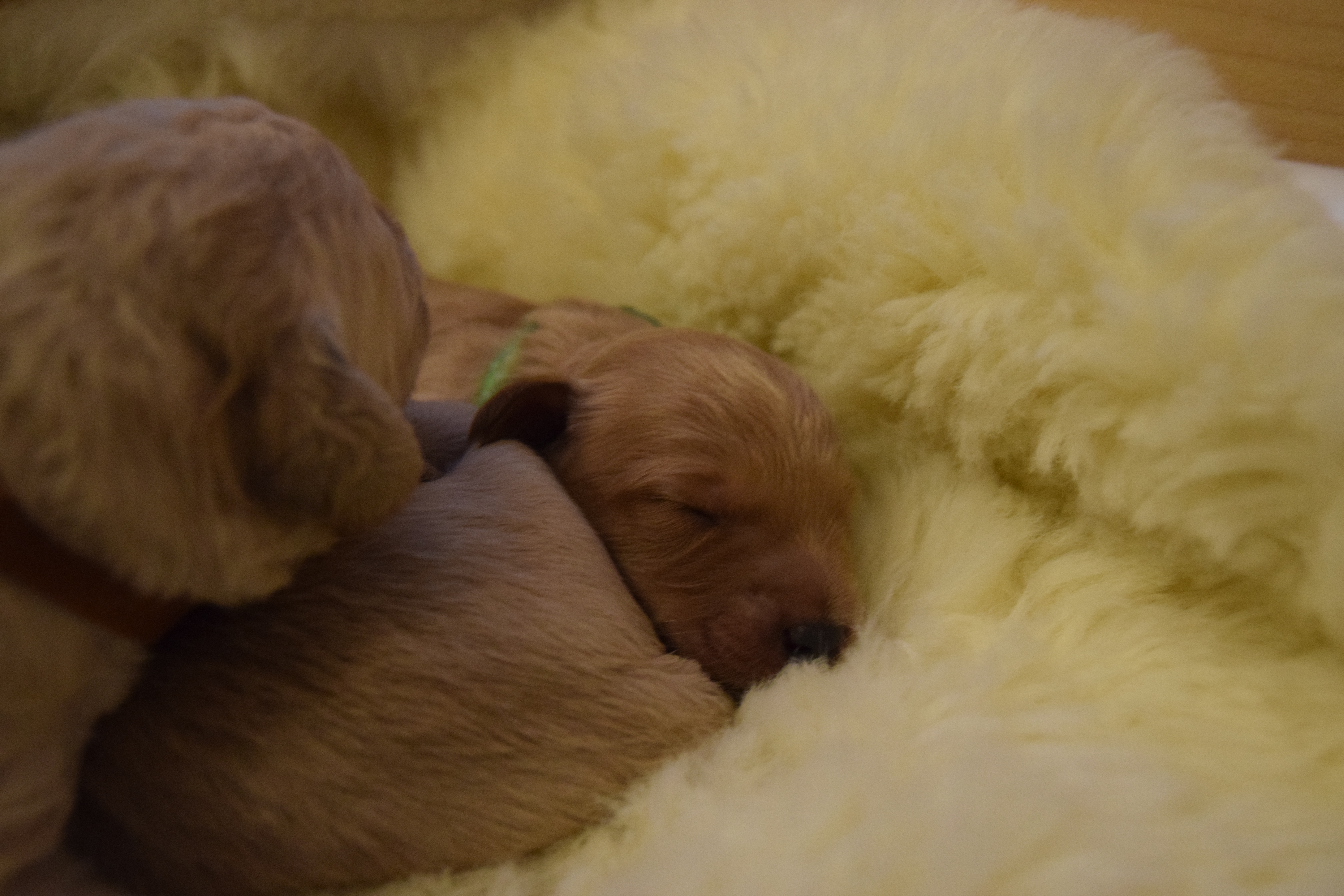 bonnies labradoodle puppies day 7