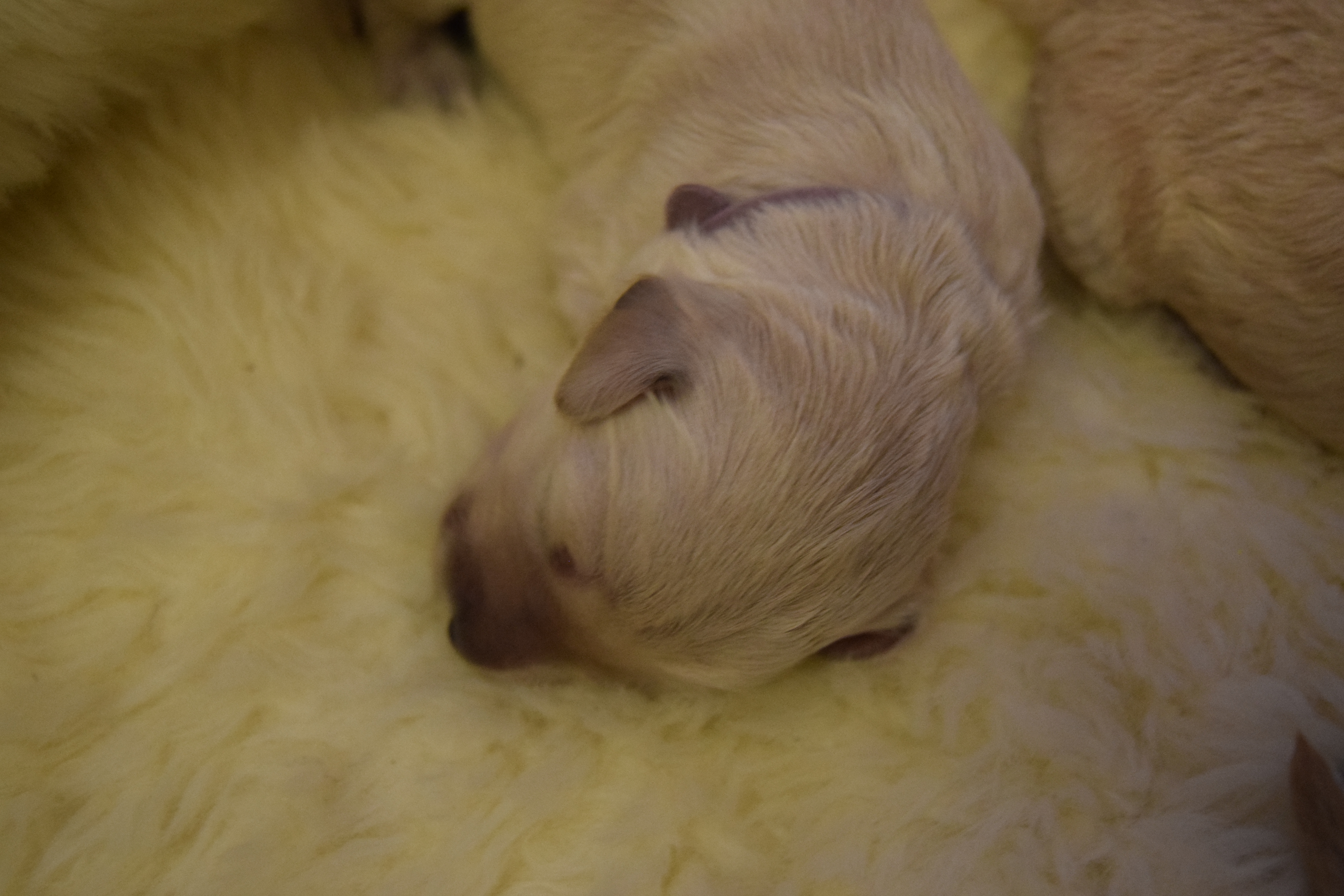 bonnies labradoodle puppies day 7