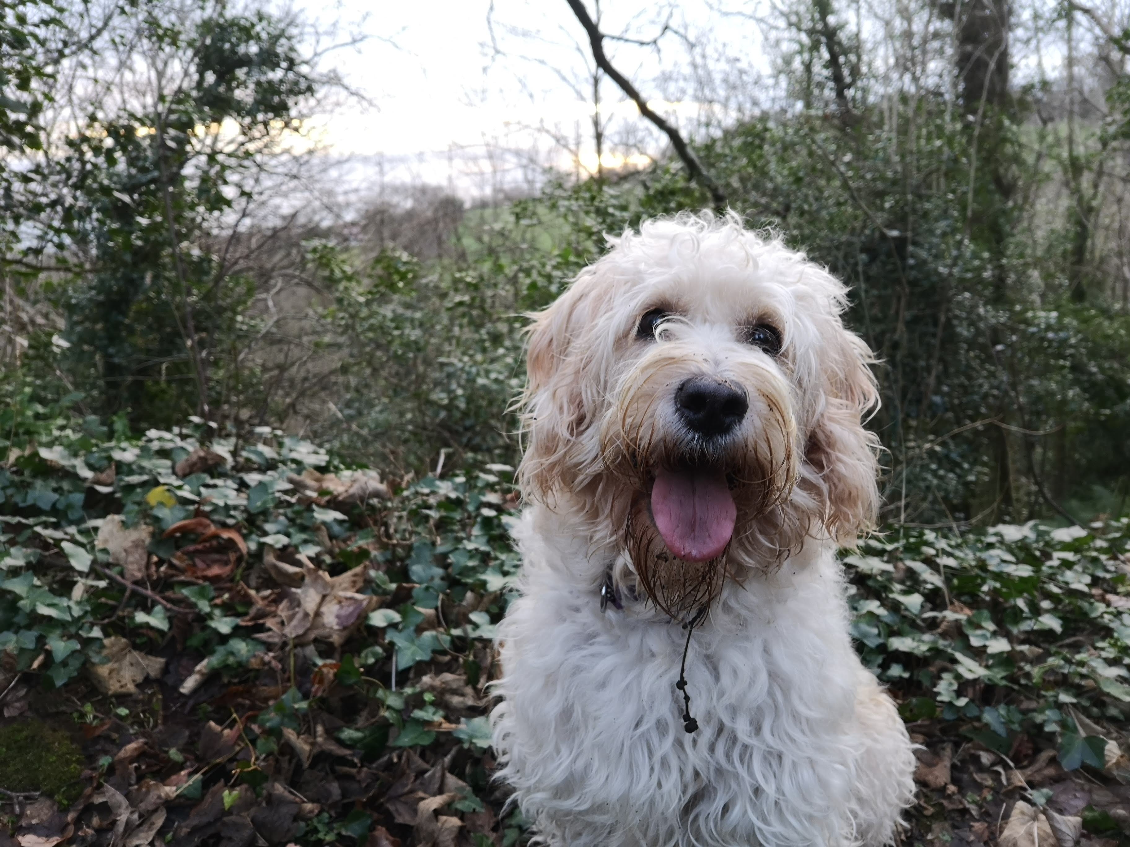 Bonnie labradoodle  and ivy undergrowth