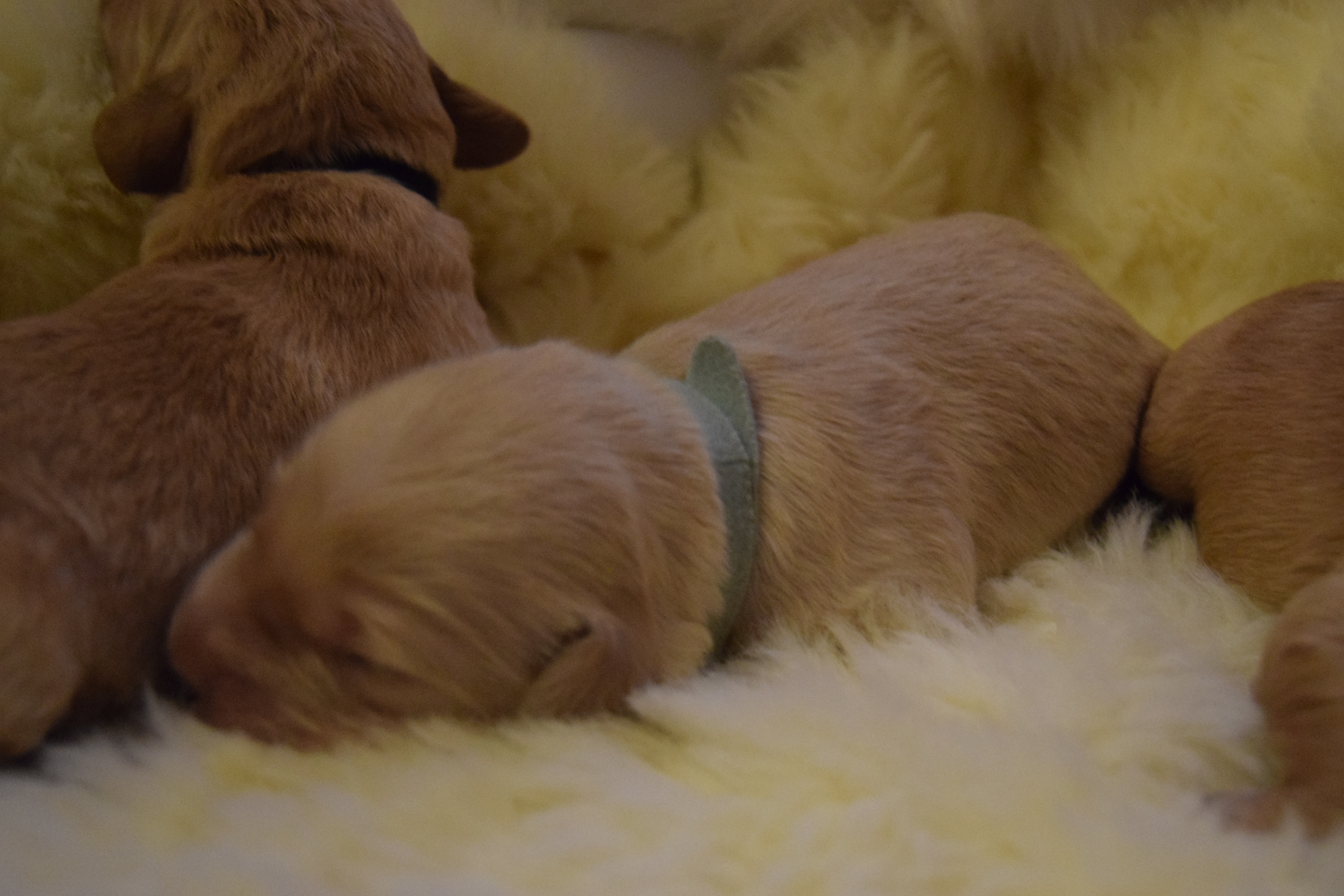 bonnies labradoodle puppies day 7