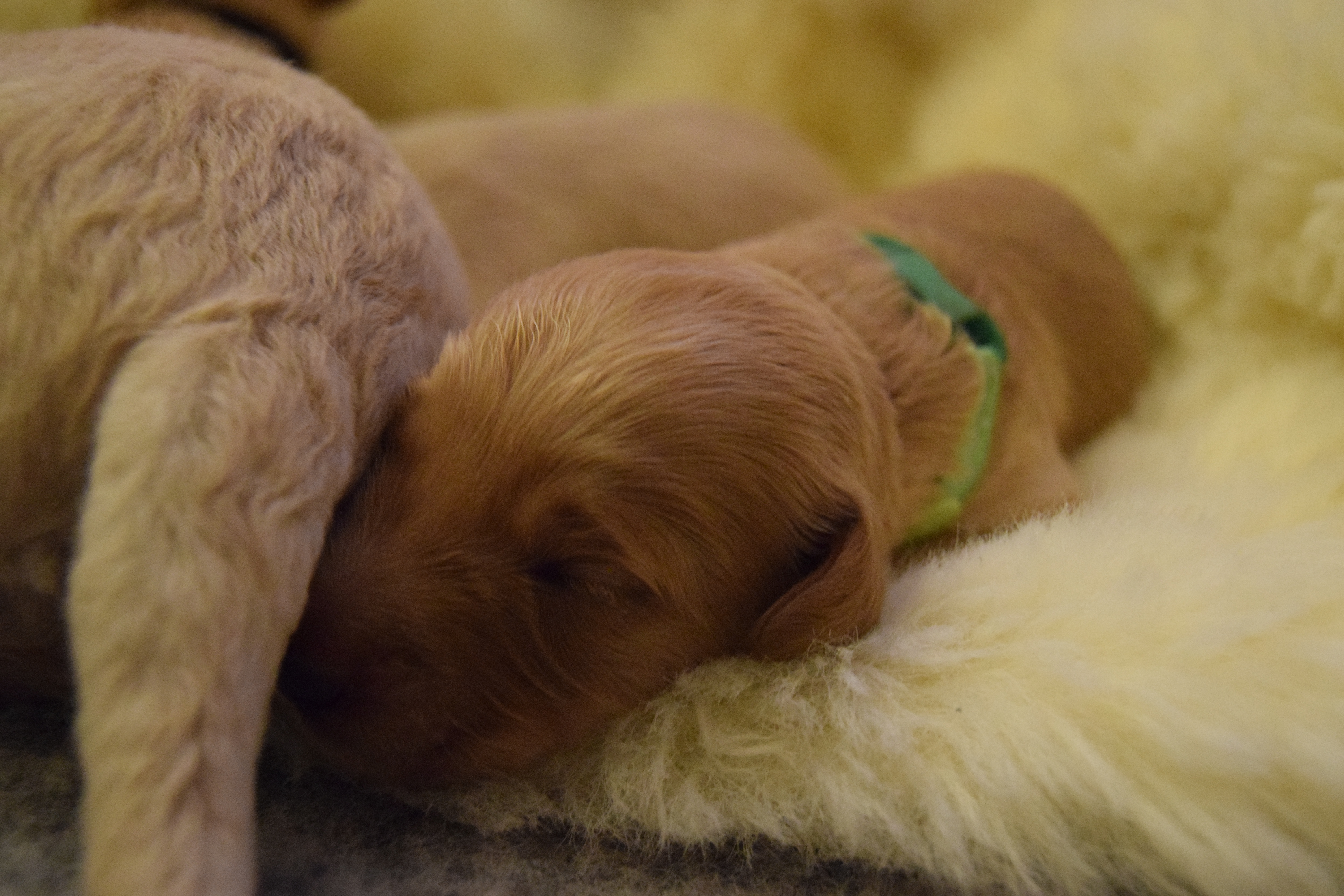 bonnies labradoodle puppies day 7