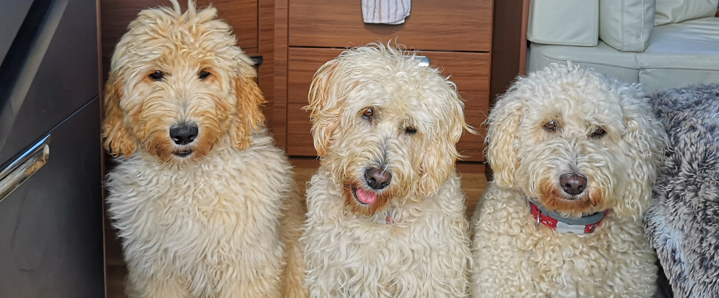 Three Doodles and a Collie! | Kingscote Doodles - Labradoodle Breeders