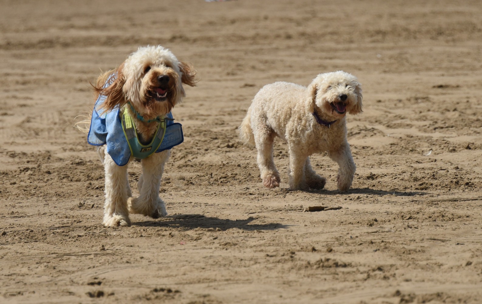 Barney and Molly on the beach