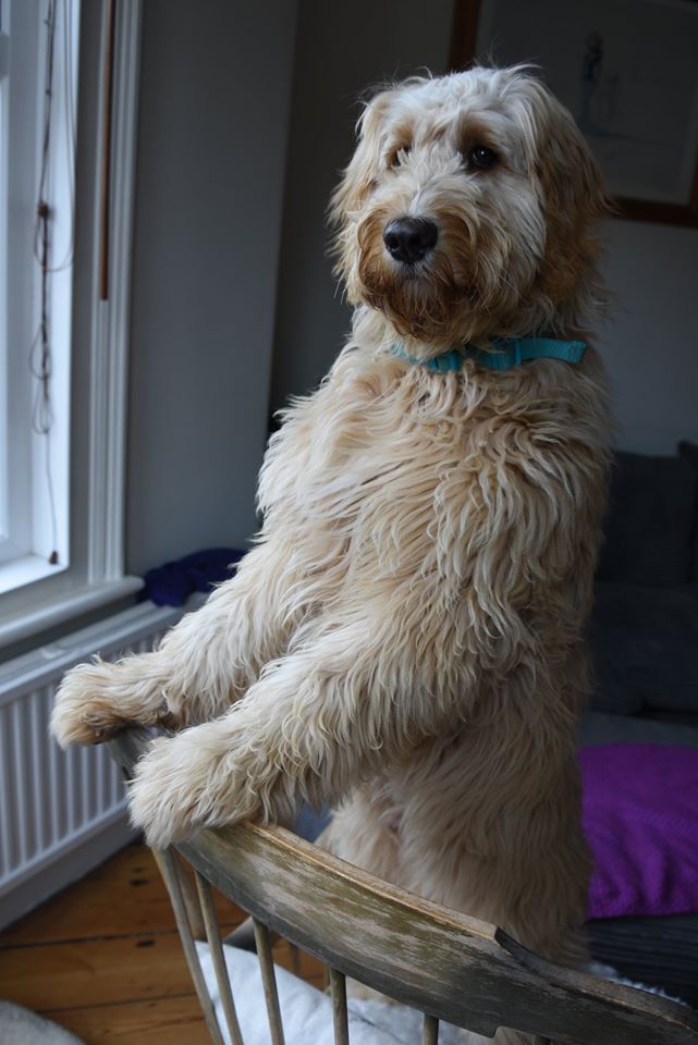 barney looking out of window