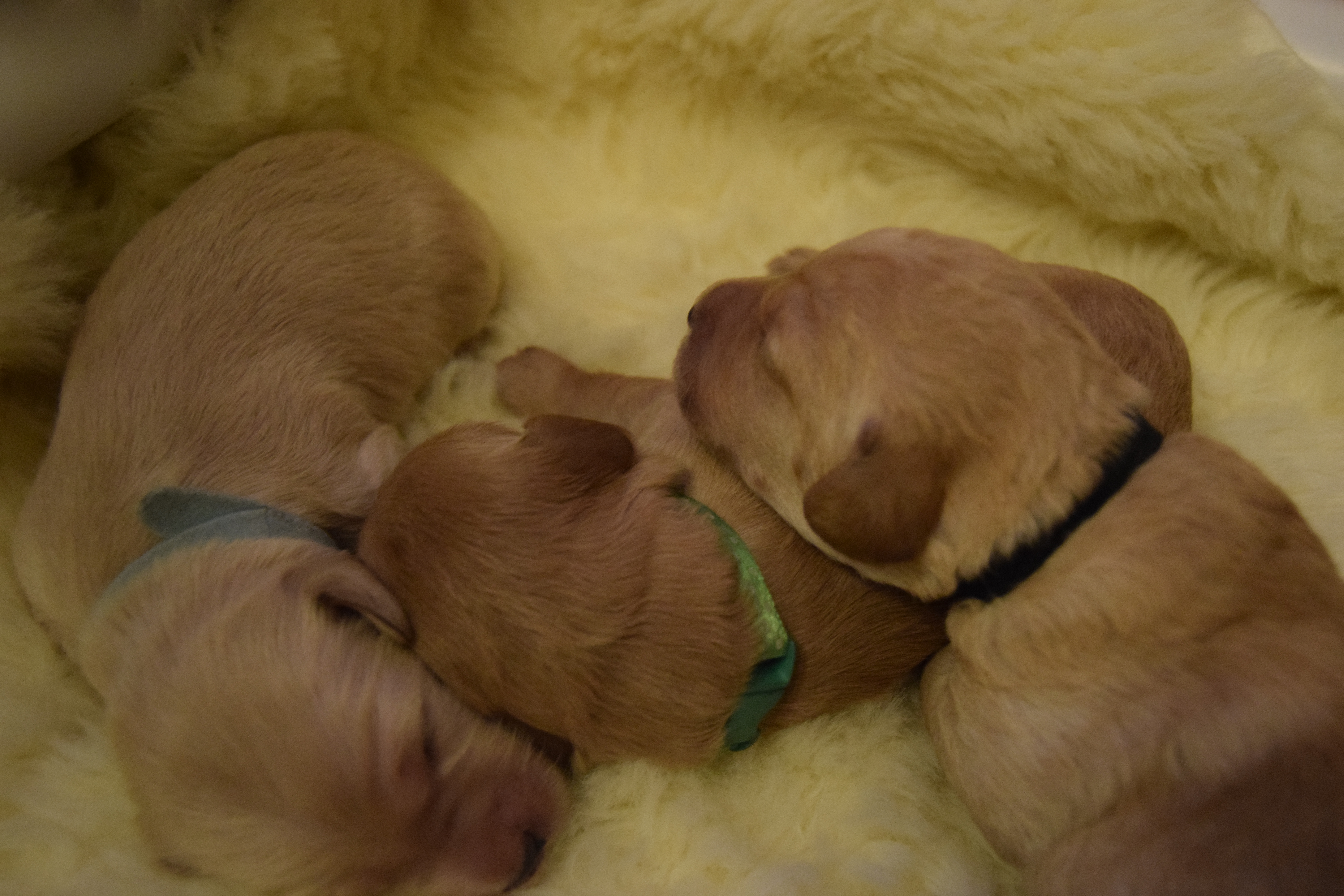 bonnies labradoodle puppies day 7