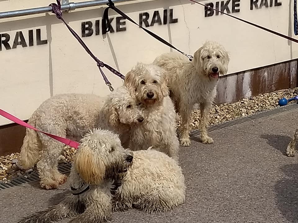 four labradoodle dogs tied toa bike rack