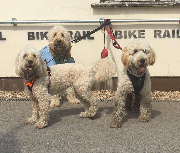 Bike rack dogs