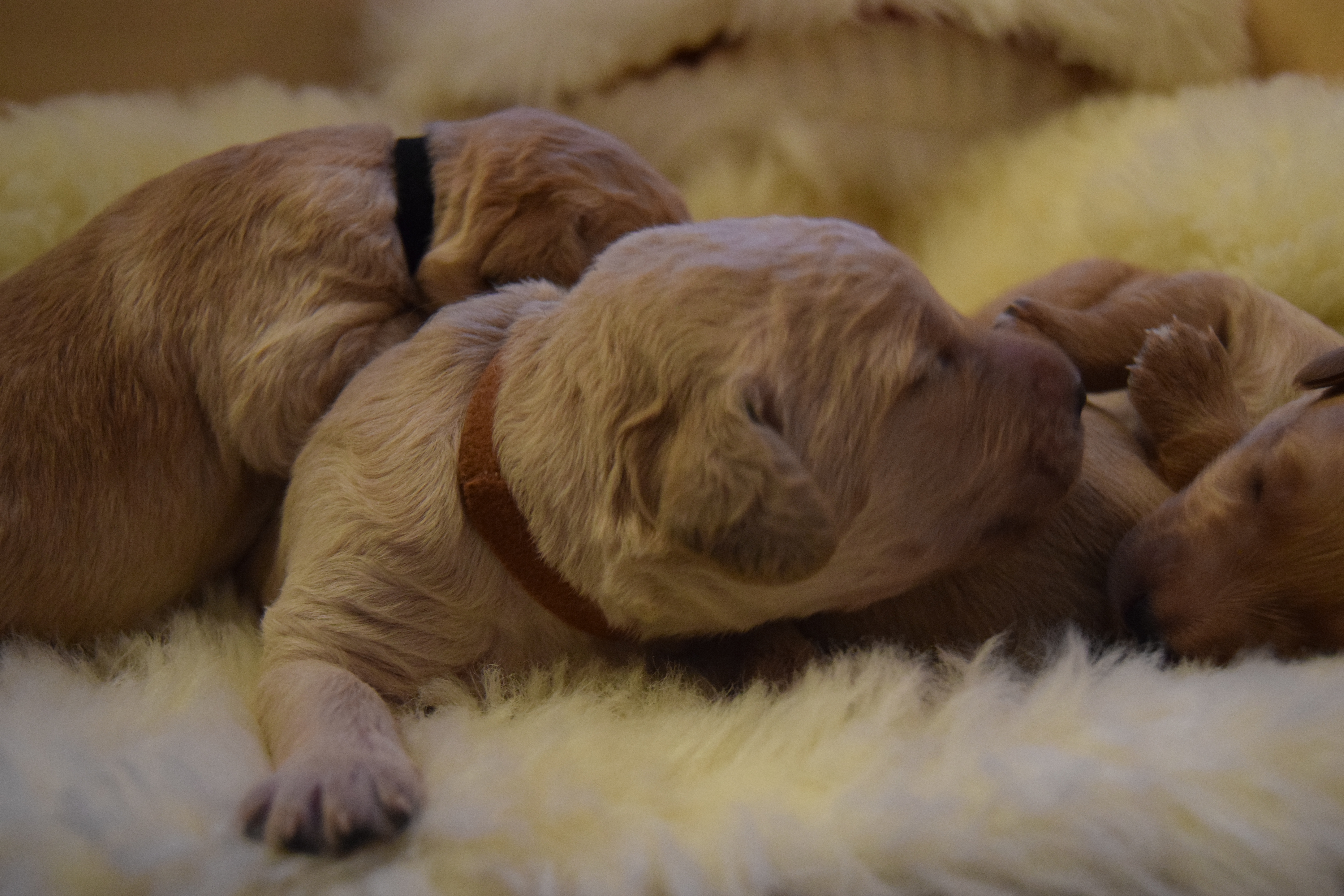 bonnies labradoodle puppies day 7