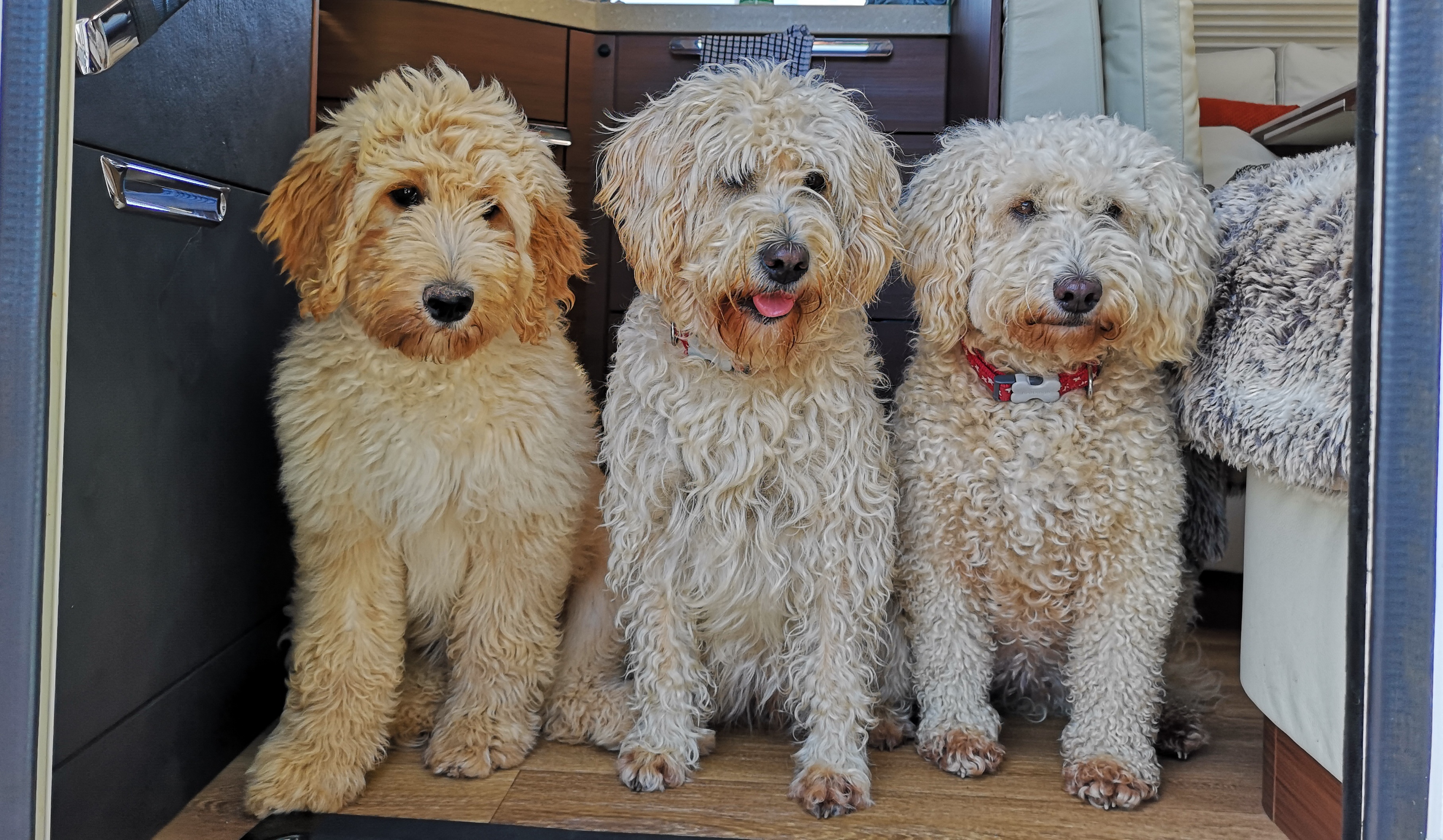 three doodles sitting on a step