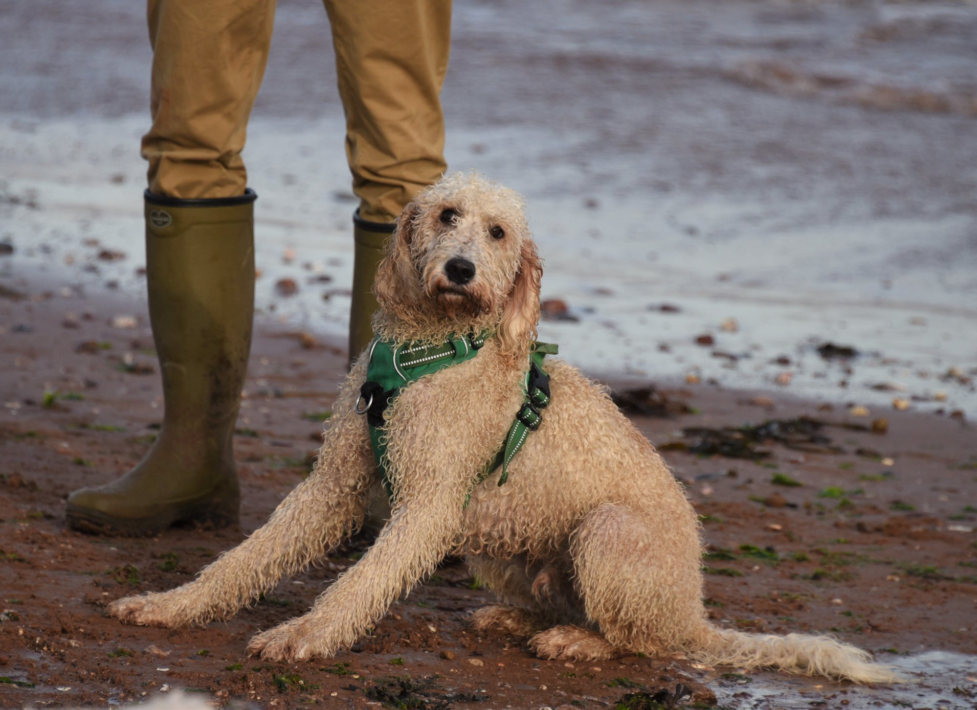 Labradoodle on beach looking very wet