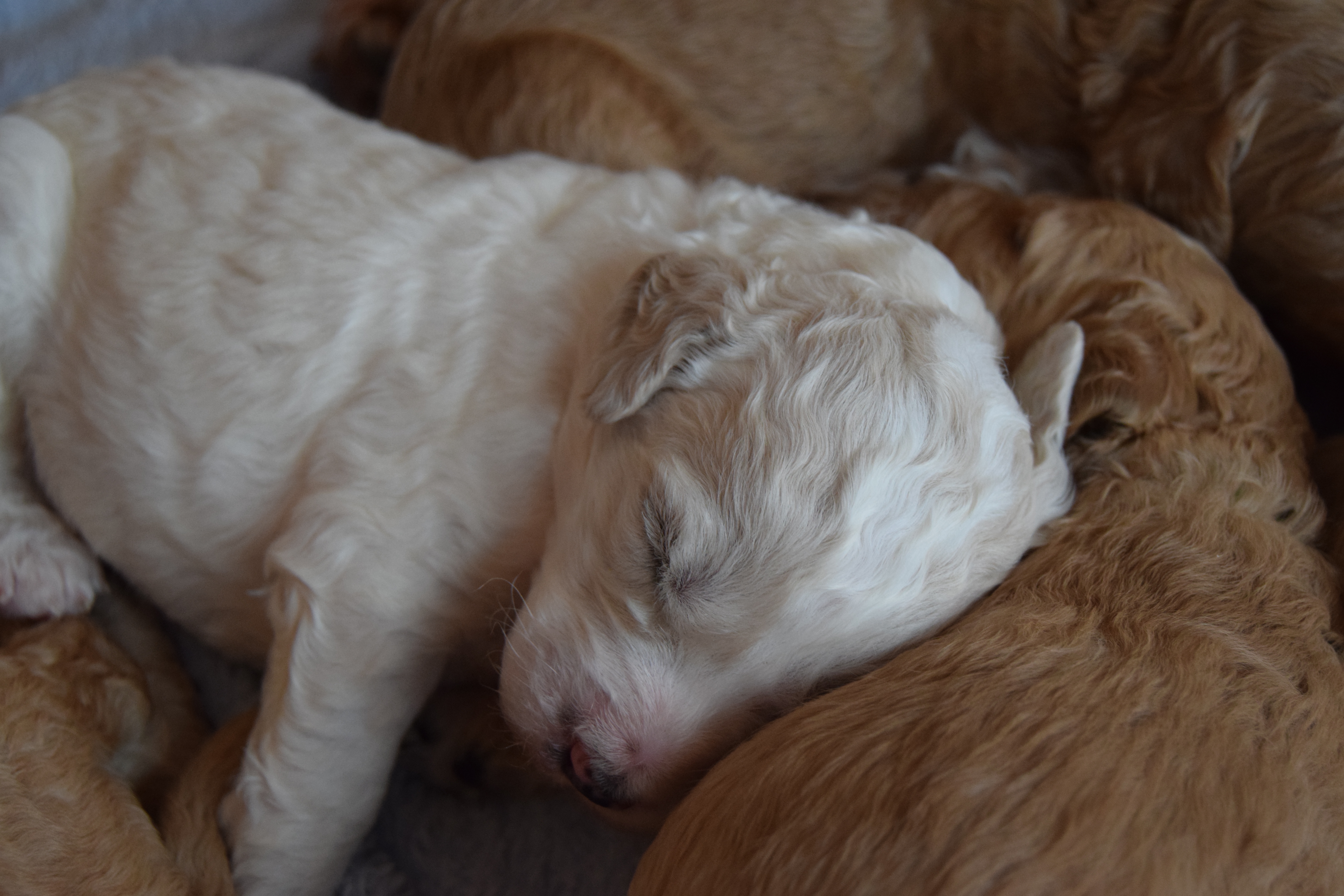 Molly Labradoodle puppies day 17