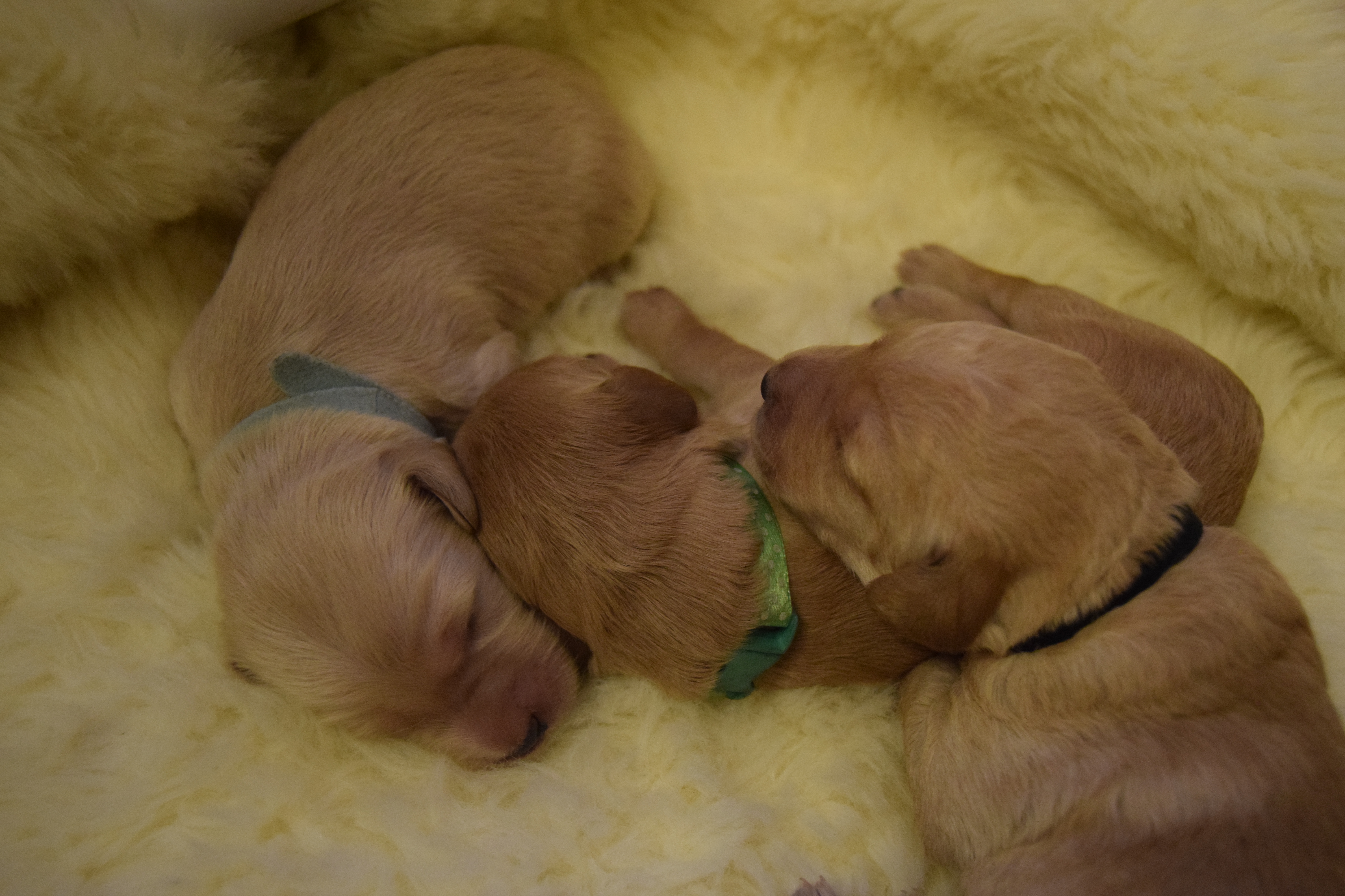 bonnies labradoodle puppies day 7