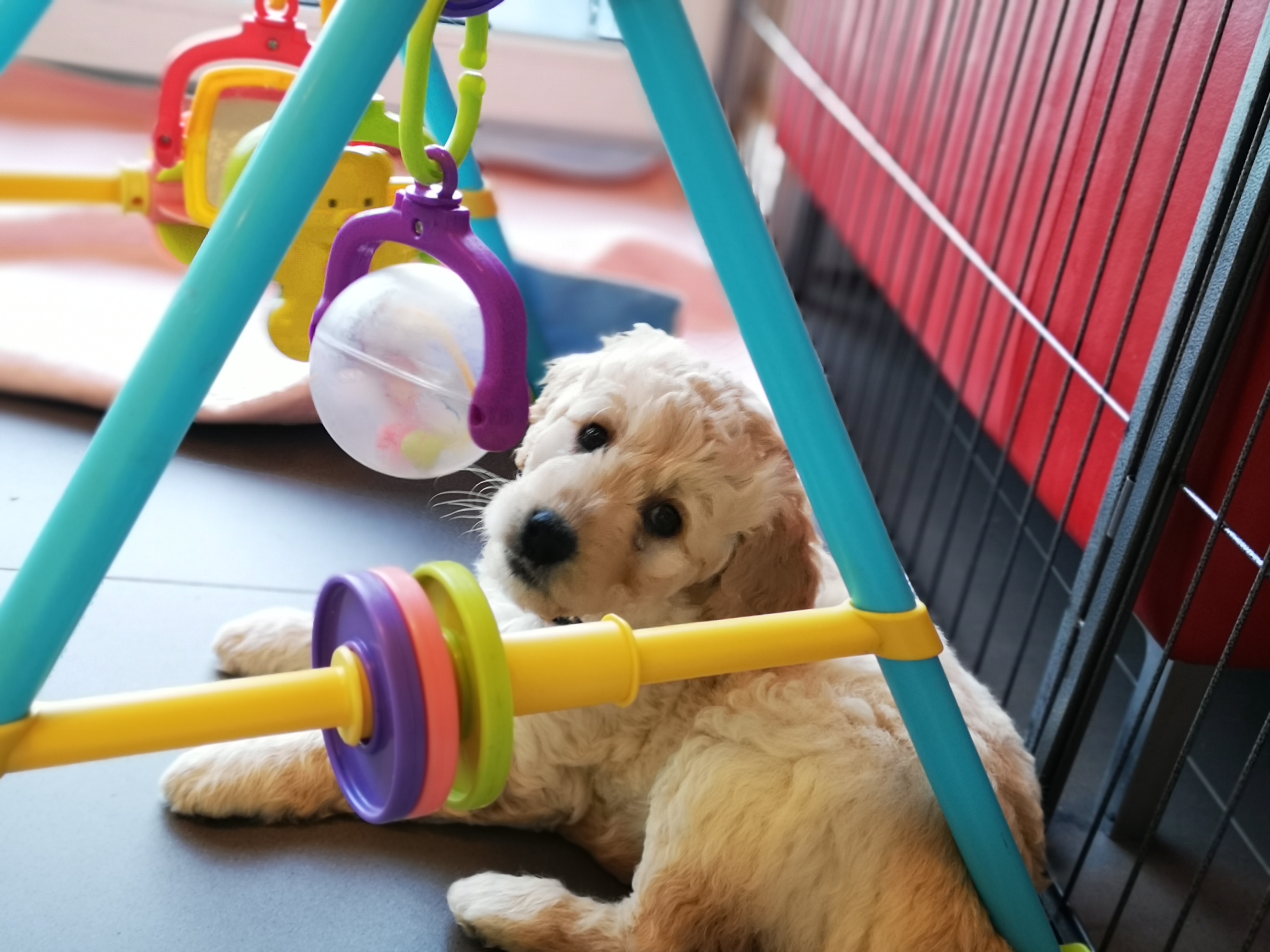 ultimate doodle puppy with a toy