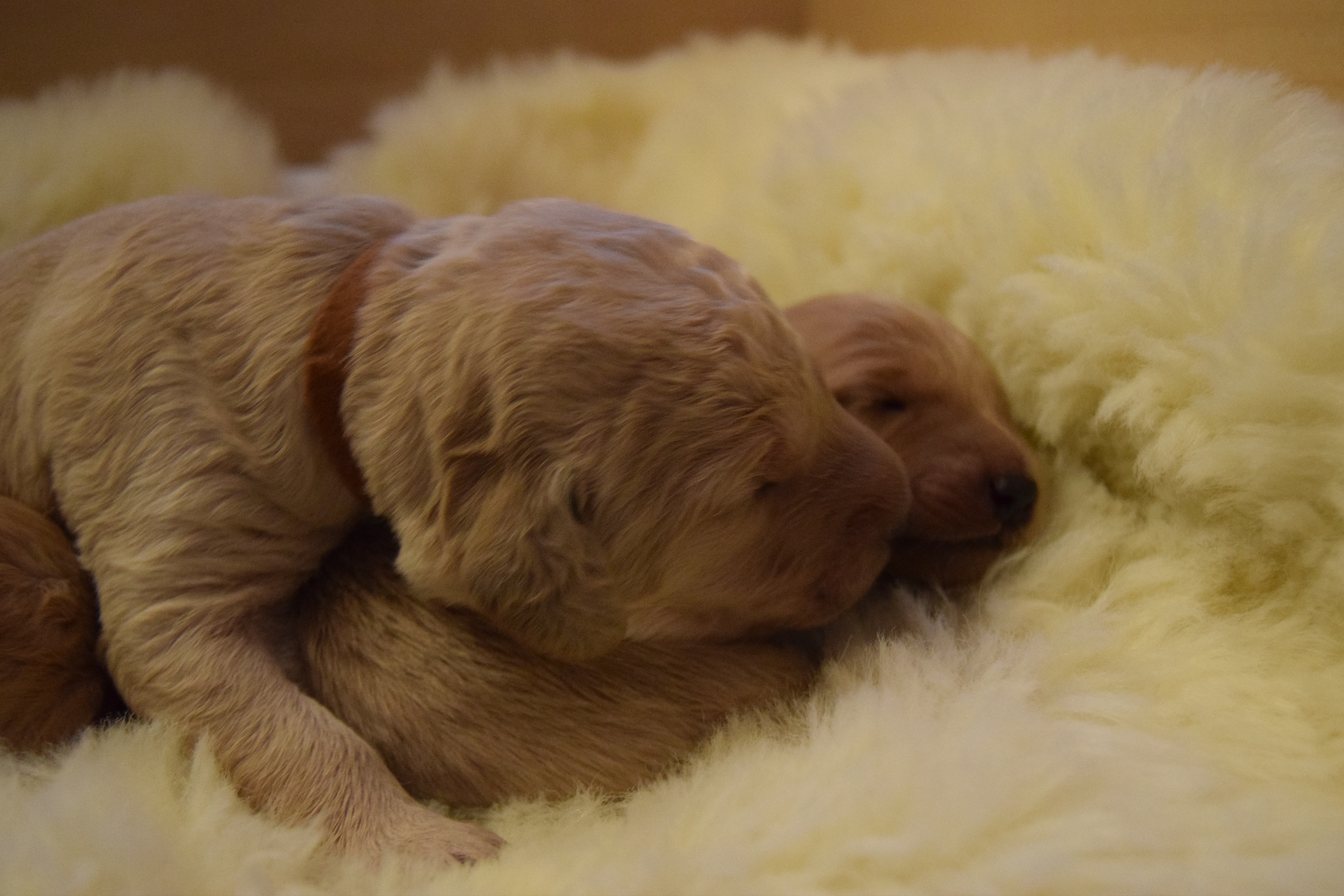 bonnies labradoodle puppies day 7