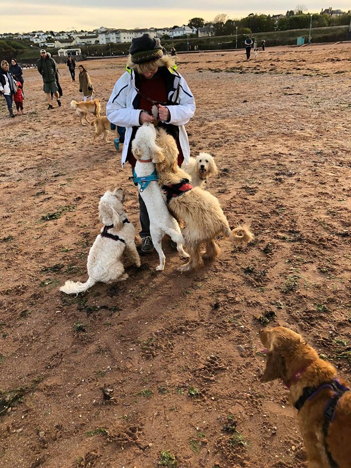 lots of labradoodles dogs on beach