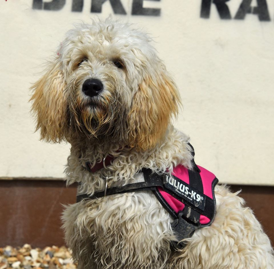 Bella very dirty labradoodle