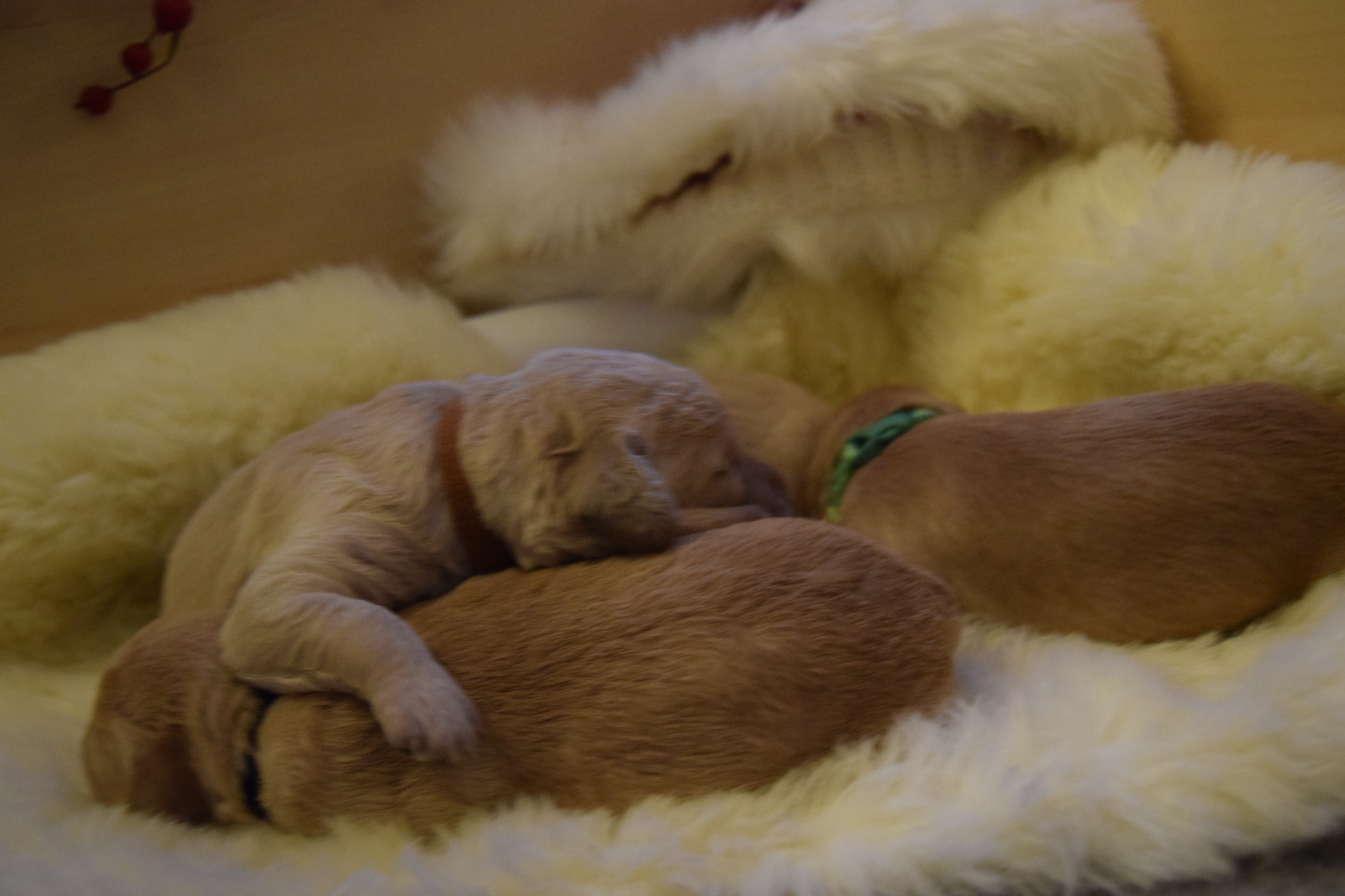 bonnies labradoodle puppies day 7