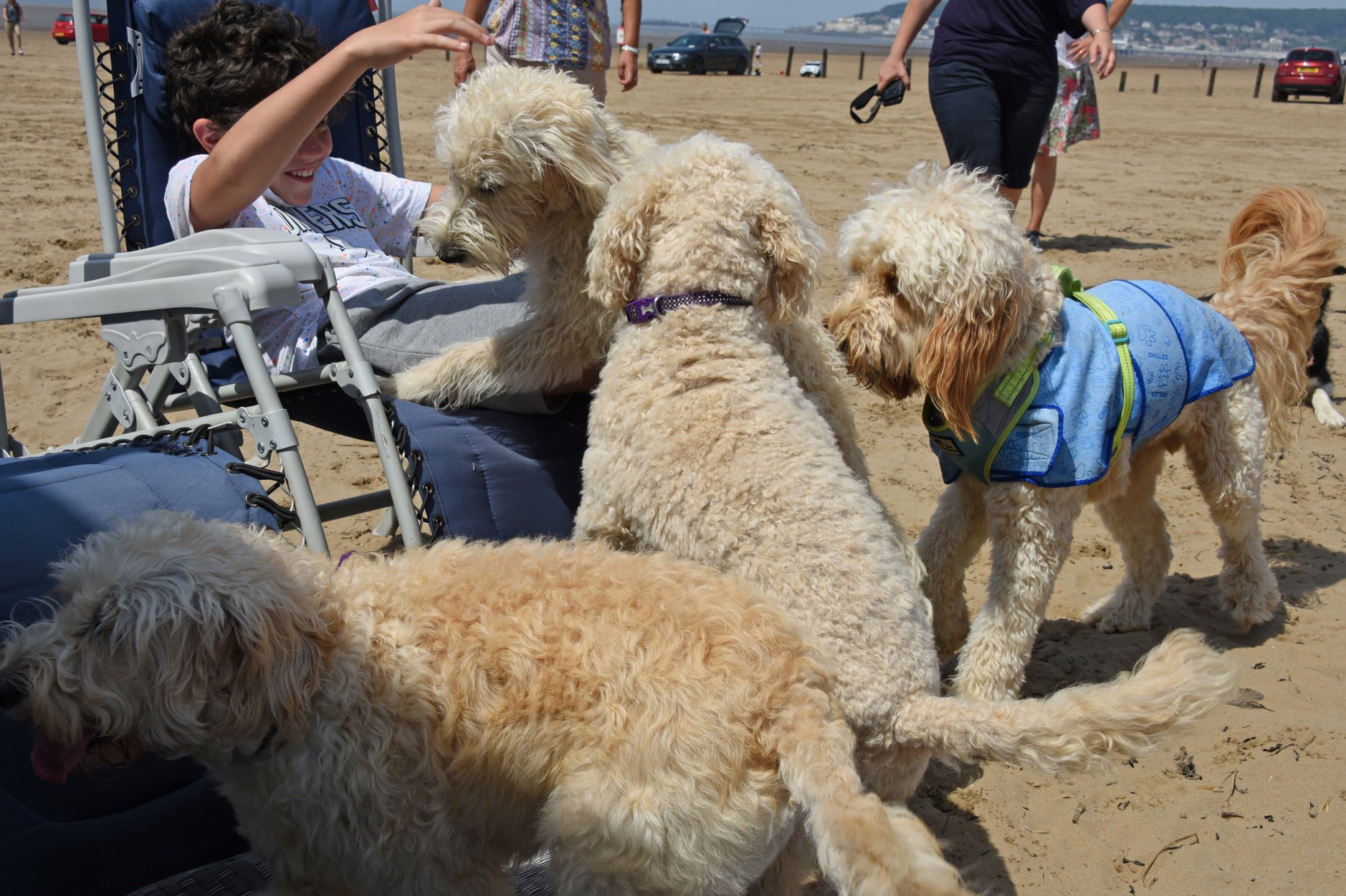 four doodle dogs on the beach